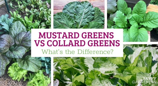 Collard vs. Mustard Greens: Expert Tips for Tender Holiday Sides